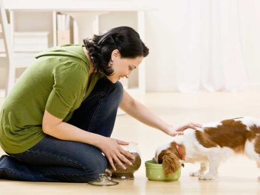 Quelle quantité de nourriture dois-je donner à mon chien ? - img