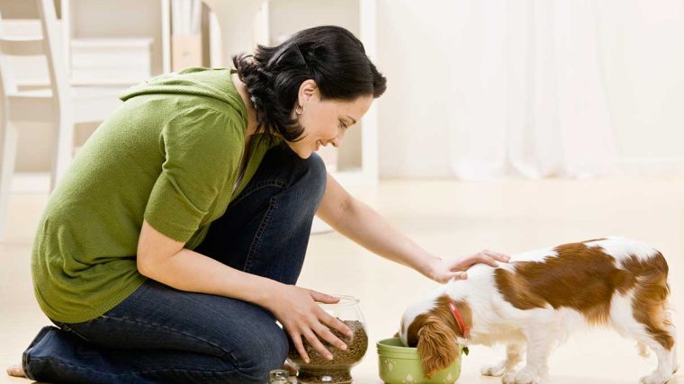 Quelle quantité de nourriture dois-je donner à mon chien ? - img