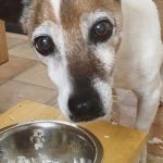 Quel âge a mon chien ? Comment déterminer l&rsquo;âge de votre chien ?