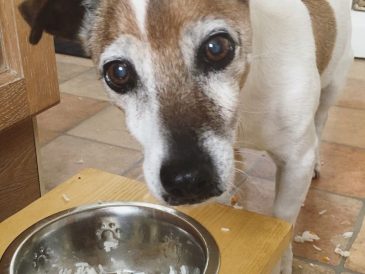 Quelle quantité de poulet et de riz devez-vous donner à votre chien ? - img