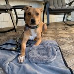 Phobies du bruit chez le chien en agility