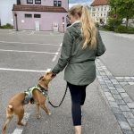 Coopérative d&rsquo;aliments crus pour chiens par État
