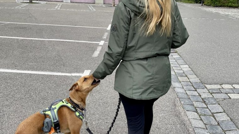 Qu'est-ce que la règle des 3-3-3 pour l'adoption d'un chien de sauvetage ? - img