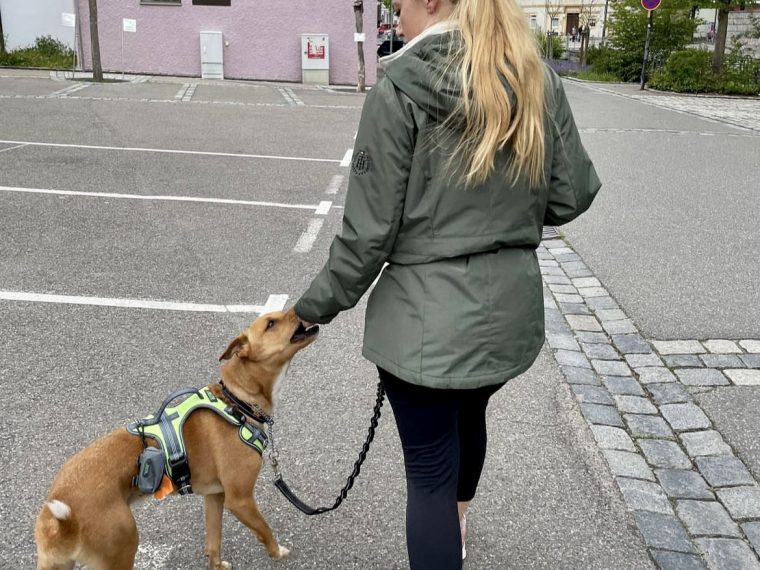 Qu'est-ce que la règle des 3-3-3 pour l'adoption d'un chien de sauvetage ? - img