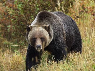 Randonnée avec des chiens au pays des ours - Conseils de sécurité - img