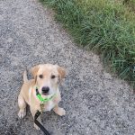 Mon chien ne veut pas faire pipi dehors quand il pleut ! Que dois-je faire ?