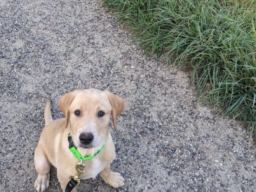 Récapitulatif de l'entraînement des chiens et objectifs pour 2022 ! - img