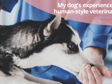Soins vétérinaires à l'échelle humaine : L'expérience de mon chien - img
