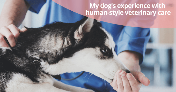 Soins vétérinaires à l'échelle humaine : L'expérience de mon chien - img
