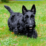 Quelle quantité de nourriture dois-je donner à mon chien ?