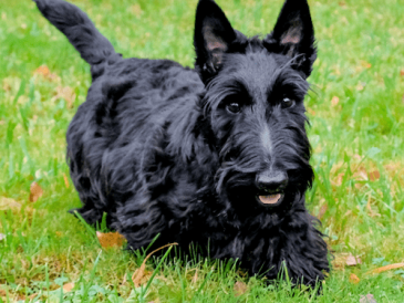 Tous les chiens des présidents américains - Liste de tous les chiens de la Maison Blanche - img