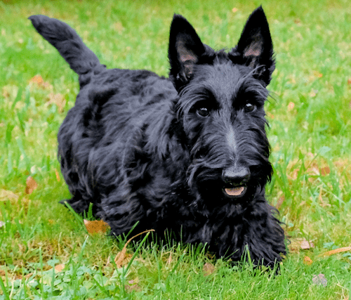 Tous les chiens des présidents américains - Liste de tous les chiens de la Maison Blanche - img