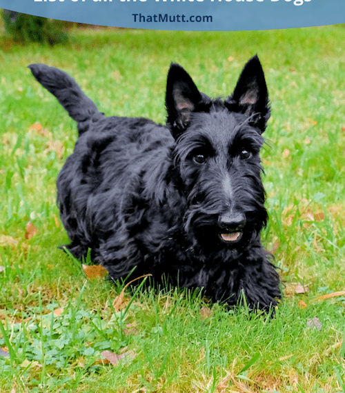 Tous les chiens des présidents américains - Liste de tous les chiens de la Maison Blanche - img