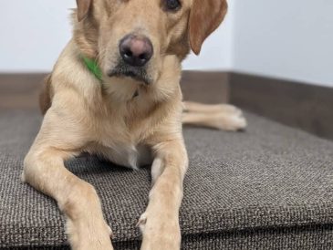 Vivre avec un chien mâle intact - img