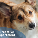 Comment savoir quand il faut coucher son chien ?