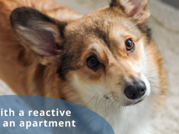 Vivre en appartement avec un chien réactif - img