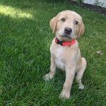 Comment faire en sorte que votre chien se comporte en public ?