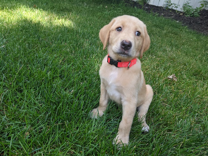 Voici notre chiot labrador jaune, Rip ! - img