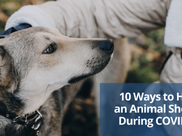 10 façons d'aider un refuge pour animaux pendant la conférence COVID-19 - img