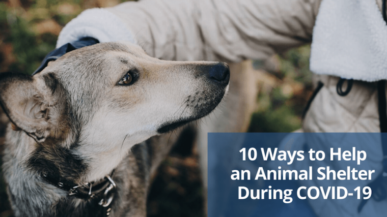 10 façons d'aider un refuge pour animaux pendant la conférence COVID-19 - img