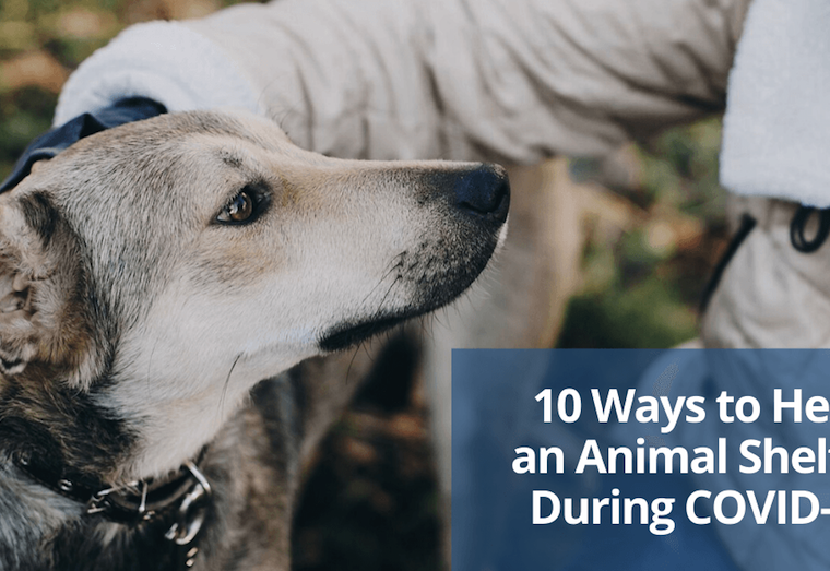 10 façons d'aider un refuge pour animaux pendant la conférence COVID-19 - img