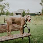 Mighty Paw Leather Squeaky Toys Review and Coupon Code
