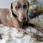 10 façons d&rsquo;aider un refuge pour animaux pendant la conférence COVID-19