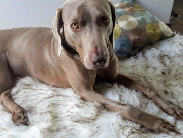 Chiens et COVID-19 - img