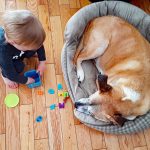 Nourriture crue pour chiens âgés – Nos conseils !