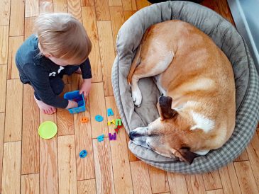 Comment aider un tout-petit et un chien à s'entendre - img