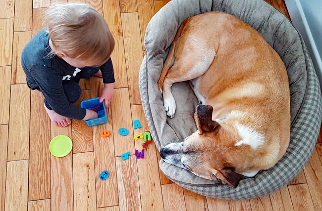 Comment aider un tout-petit et un chien à s'entendre - img