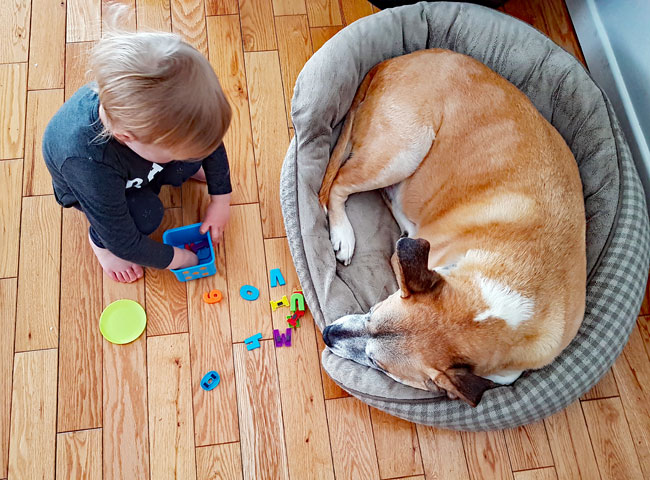 Comment aider un tout-petit et un chien à s'entendre - img