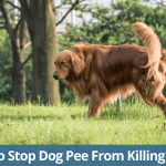 Pourquoi j&rsquo;utilise un collier de tête pour chiens – Halti ou Gentle Leader