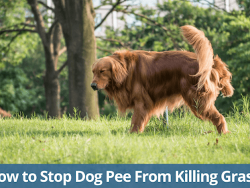 Comment empêcher l'urine d'un animal de compagnie de tuer l'herbe ? - img