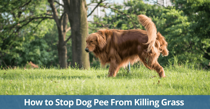 Comment empêcher l'urine d'un animal de compagnie de tuer l'herbe ? - img