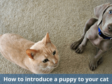 Comment présenter un chien à votre chat - img