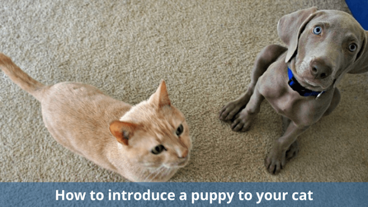 Comment présenter un chien à votre chat - img