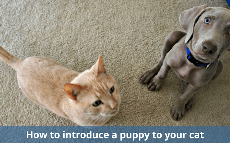 Comment présenter un chien à votre chat - img