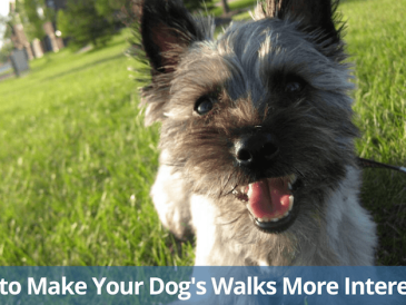 Comment rendre les promenades de votre chien plus intéressantes ? - img