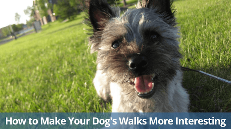 Comment rendre les promenades de votre chien plus intéressantes ? - img