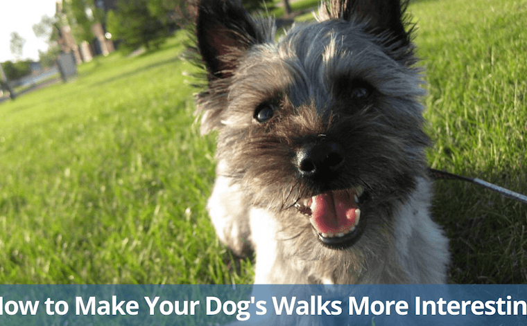Comment rendre les promenades de votre chien plus intéressantes ? - img