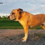 Pourquoi j&rsquo;utilise un collier de tête pour chiens – Halti ou Gentle Leader