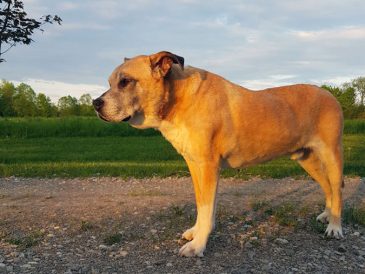 Démence canine - Dysfonctionnement cognitif canin - img