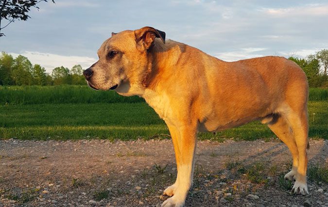 Démence canine - Dysfonctionnement cognitif canin - img