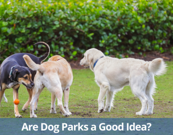 Les parcs pour chiens sont-ils une bonne idée ? - img