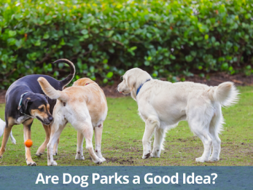 Les parcs pour chiens sont-ils une bonne idée ? - img