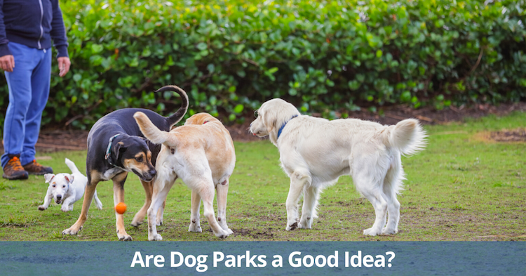 Les parcs pour chiens sont-ils une bonne idée ? - img