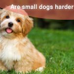 Nourriture crue pour chiens âgés – Nos conseils !