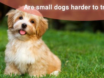 Les petits chiens sont-ils plus difficiles à dresser que les grands ? - img