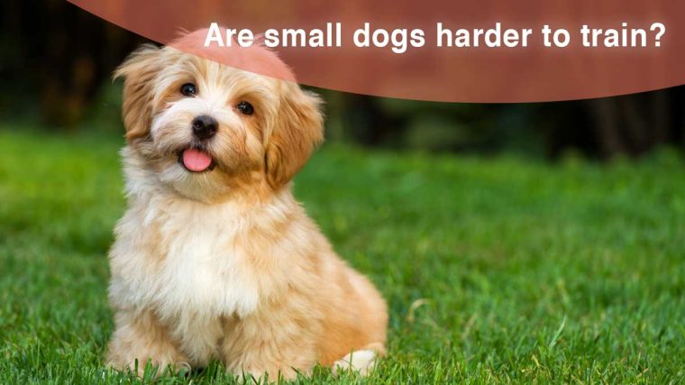 Les petits chiens sont-ils plus difficiles à dresser que les grands ? - img